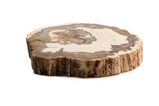 Petrified Wood