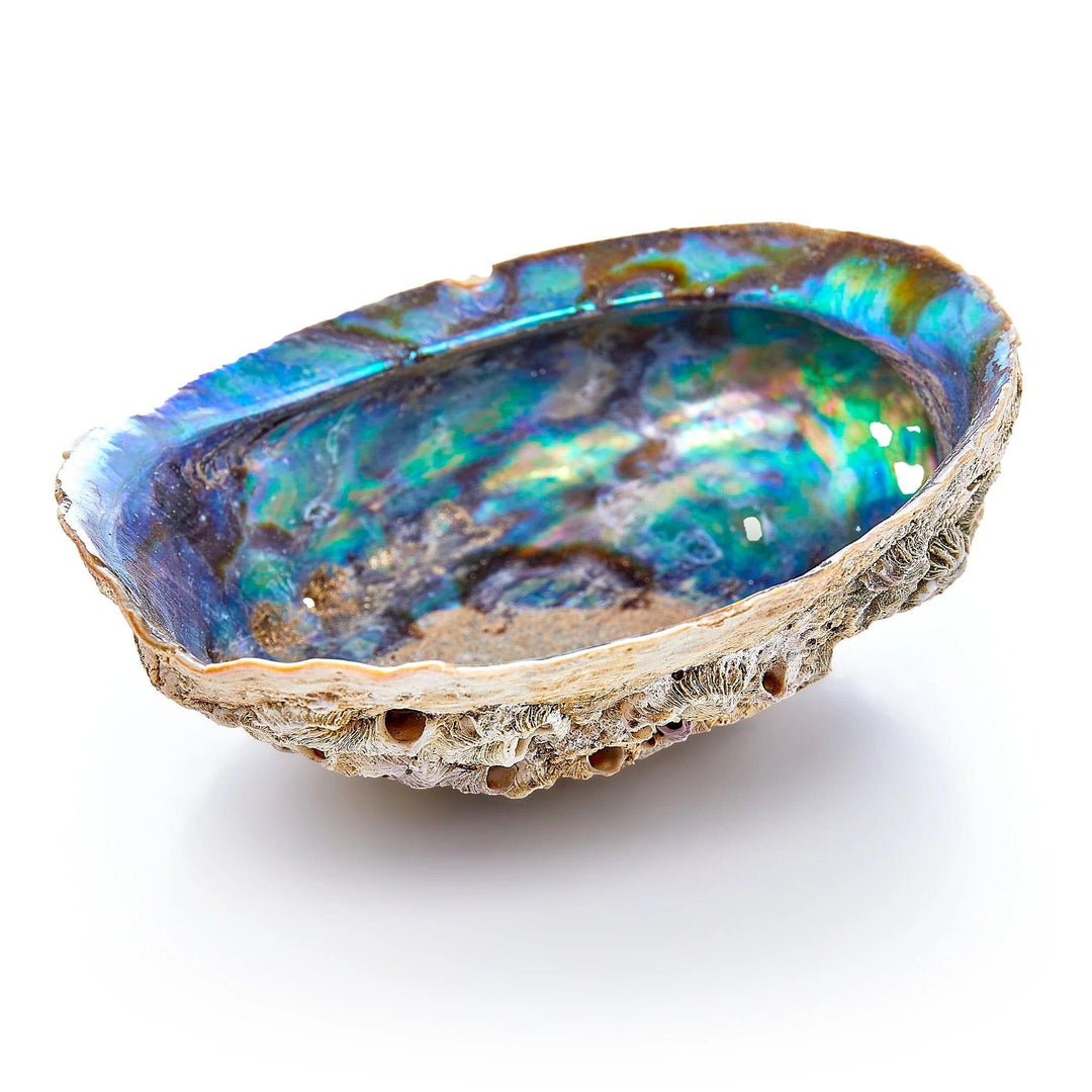 Abalone Shell