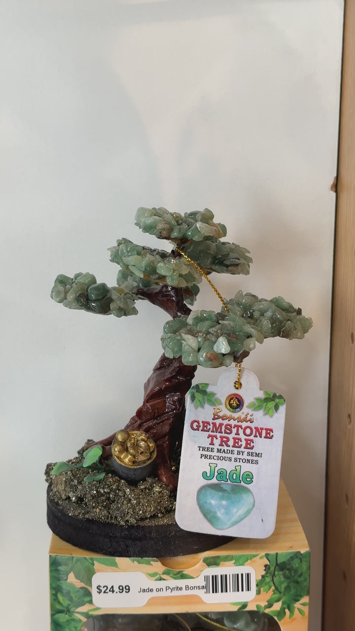 Jade Bonsai Tree